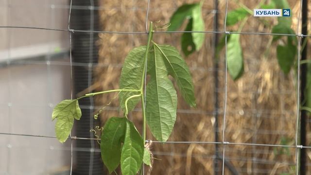 Кубань 24 Эфир