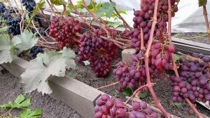 Виноград Красноярска. Сергей Будрис. Продажа саженцев и урожая.8-902-980-79-86.