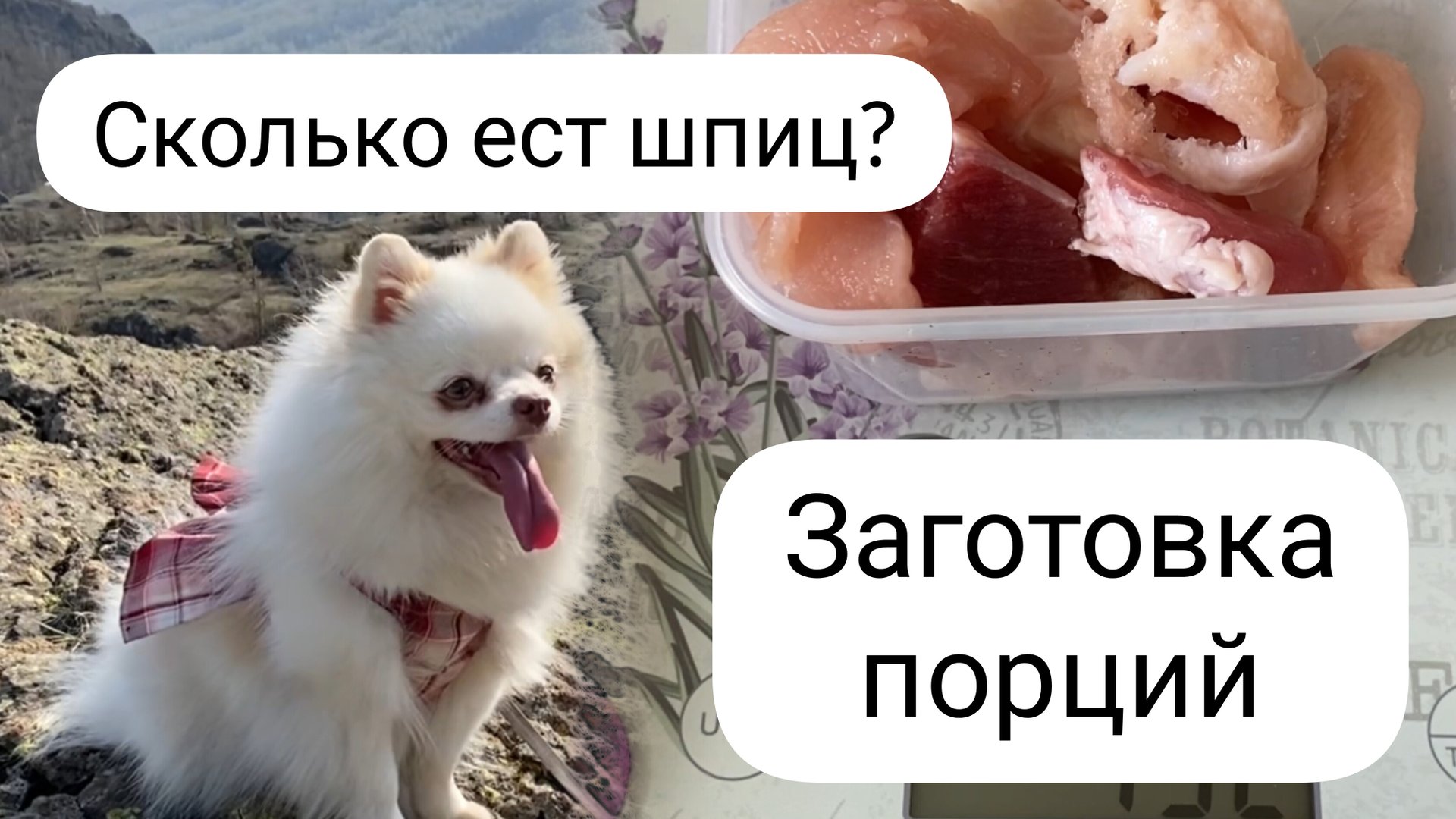 Чем кормить шпица? Натуральный рацион для мелких собак. Заготовка порций смотреть онлайн