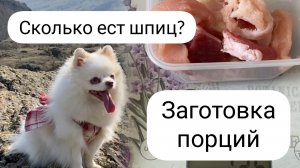 Чем кормить шпица? Натуральный рацион для мелких собак. Заготовка порций