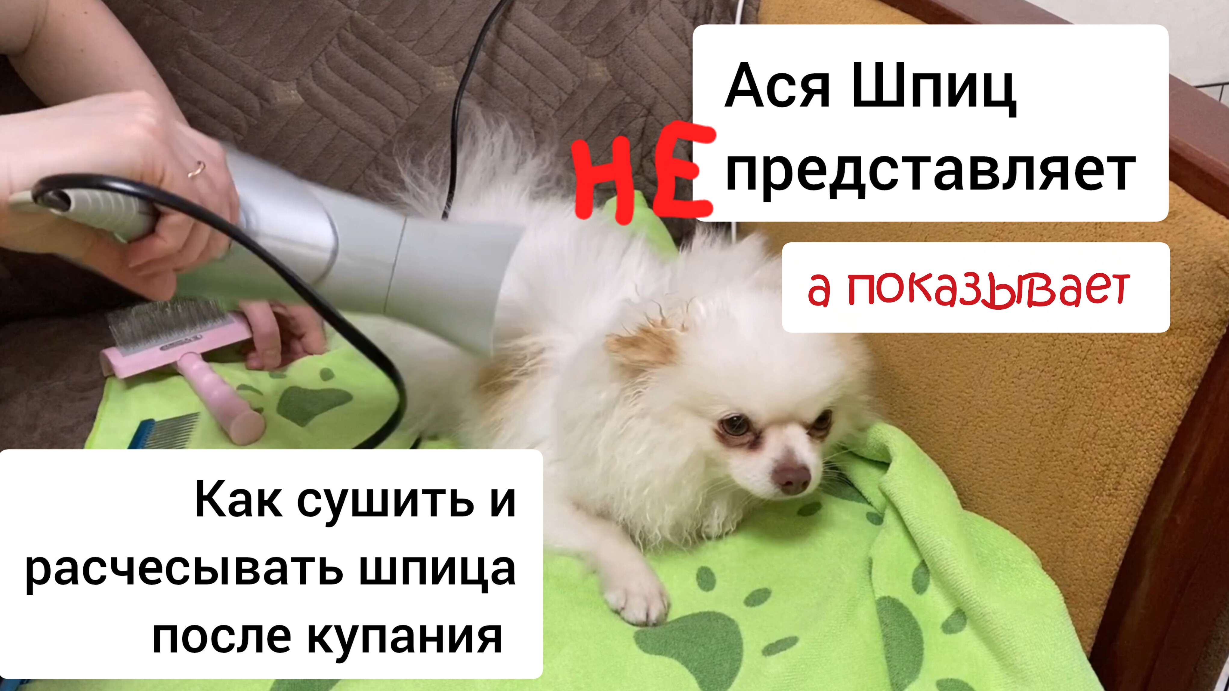 Уход за шерстью шпица. Как сушить и расчёсывать шпица после купания смотреть онлайн