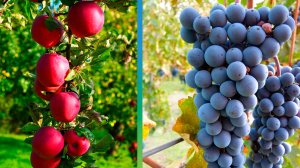 Урожай яблок и винограда собирают в Алматинской области