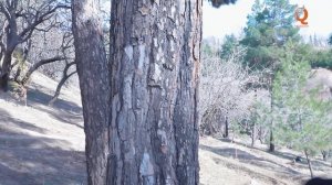 Сайру гашт гр Арабшо сахнаи нав 2025