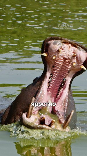 Злые бегемоты!