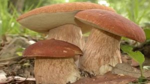 Как самому вырастить грибницу белых грибов