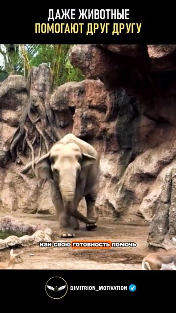 Даже животные помогают друг другу #саморазвитие смотреть онлайн