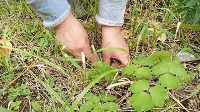 Рыжики на участке смотреть онлайн