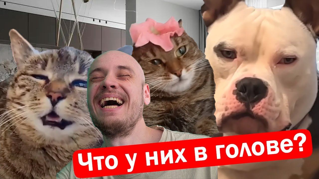 Смотрим Самую смешную подборку весёлых животных