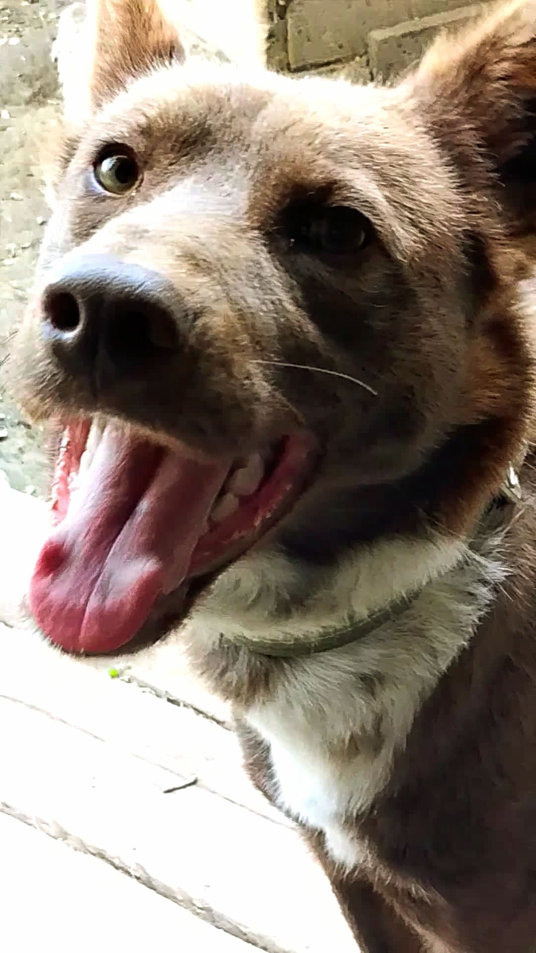 Мишкина улыбка! 😀 Ждёт донаты на новоселье! 😁♥️🐕 См. в описании! смотреть онлайн