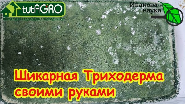 ТРИХОДЕРМА СВОИМИ РУКАМИ - самая лучшая! Какая триходерма растет лучше всех? Выращивание триходермы.