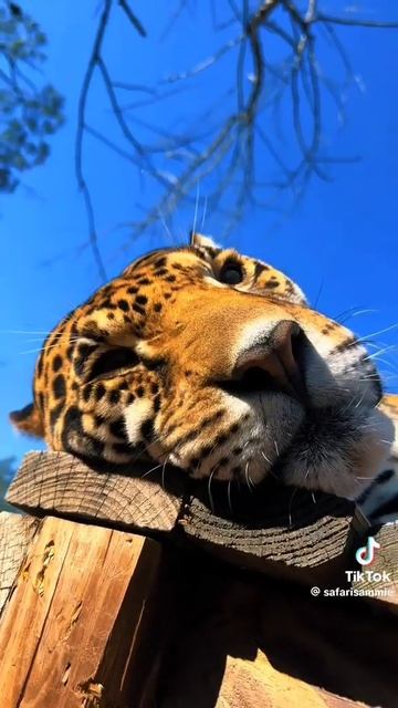 релакс #shorts