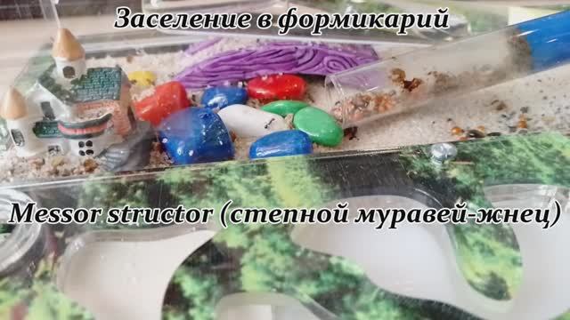 Заселение в формикарий Messor structor (степной муравей-жнец) смотреть онлайн