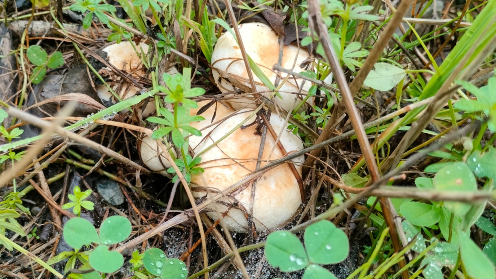 Грибной Сахалин