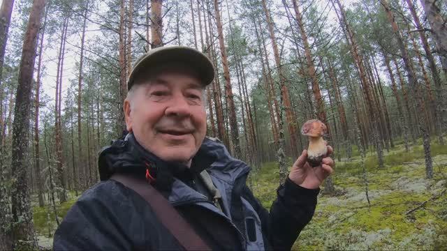 Гриб Боровик и Белые грибы пошли в рост. Много Моховиков. Сосновый бор в Доможирово. смотреть онлайн