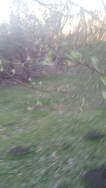 VID_20250416_184418.mp4