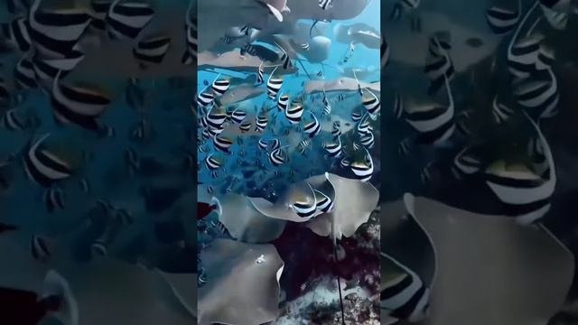 РАССЛАБЛЯЮЩИИ ВИДЕО. РЕЛАКС 🙂 смотреть онлайн