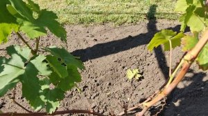 Г. ф. винограда Альфа Калугина и Красавчик Писанки. 02.09.25. Воронеж.