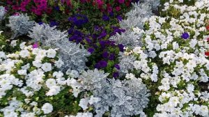 цветочки 02-09-2025