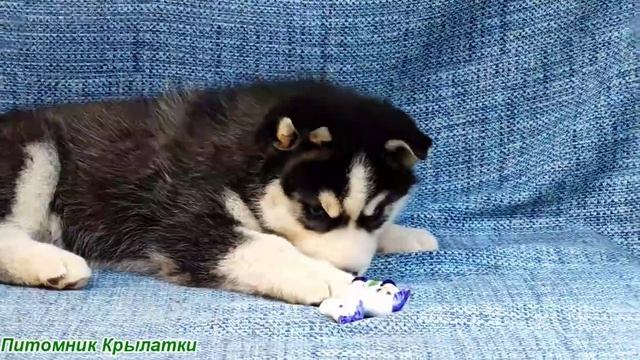 Предлагаем черно-белую девочку щенка хаски, голубоглазую, родилась 21 июля 2025 года