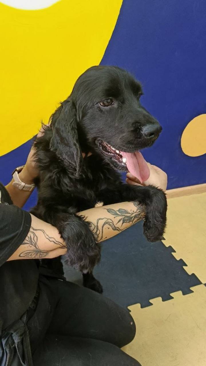 Собака в добрые руки. Пунш