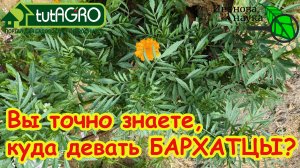 Я БЫЛ В ШОКЕ, КОГДА УЗНАЛ ЭТО О БАРХАТЦАХ! Ошибка дачников: почему бархатцы нельзя выкидывать?