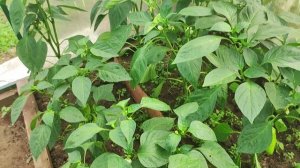 электрокультура ч.3. (продолжаем эксперимент)