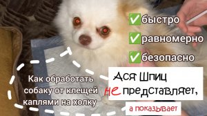 Уход за шпицем. Как обработать от клещей собаку каплями на холку  - быстро, эффективно и безопасно