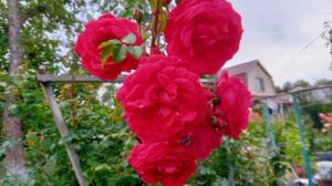 Сентябрь. Всё цветёт и зреет