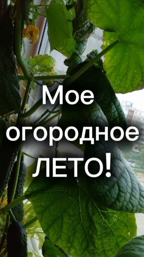 Огород на подоконнике! 😃 Можно ли вырастить томаты и огурцы дома?