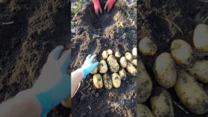 картофель королева Анна из миниклубней