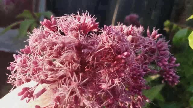 В САД - ОГОРОД 🫜 / УРАЛ смотреть онлайн