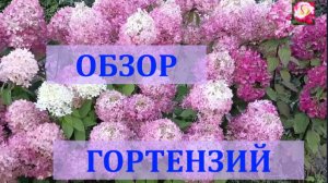 ГОРТЕНЗИИ В СЕНТЯБРЕ. ОБЗОР СОРТОВ