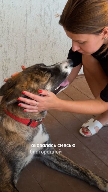 А как бы вы поступили на нашем месте? Бездомная собака