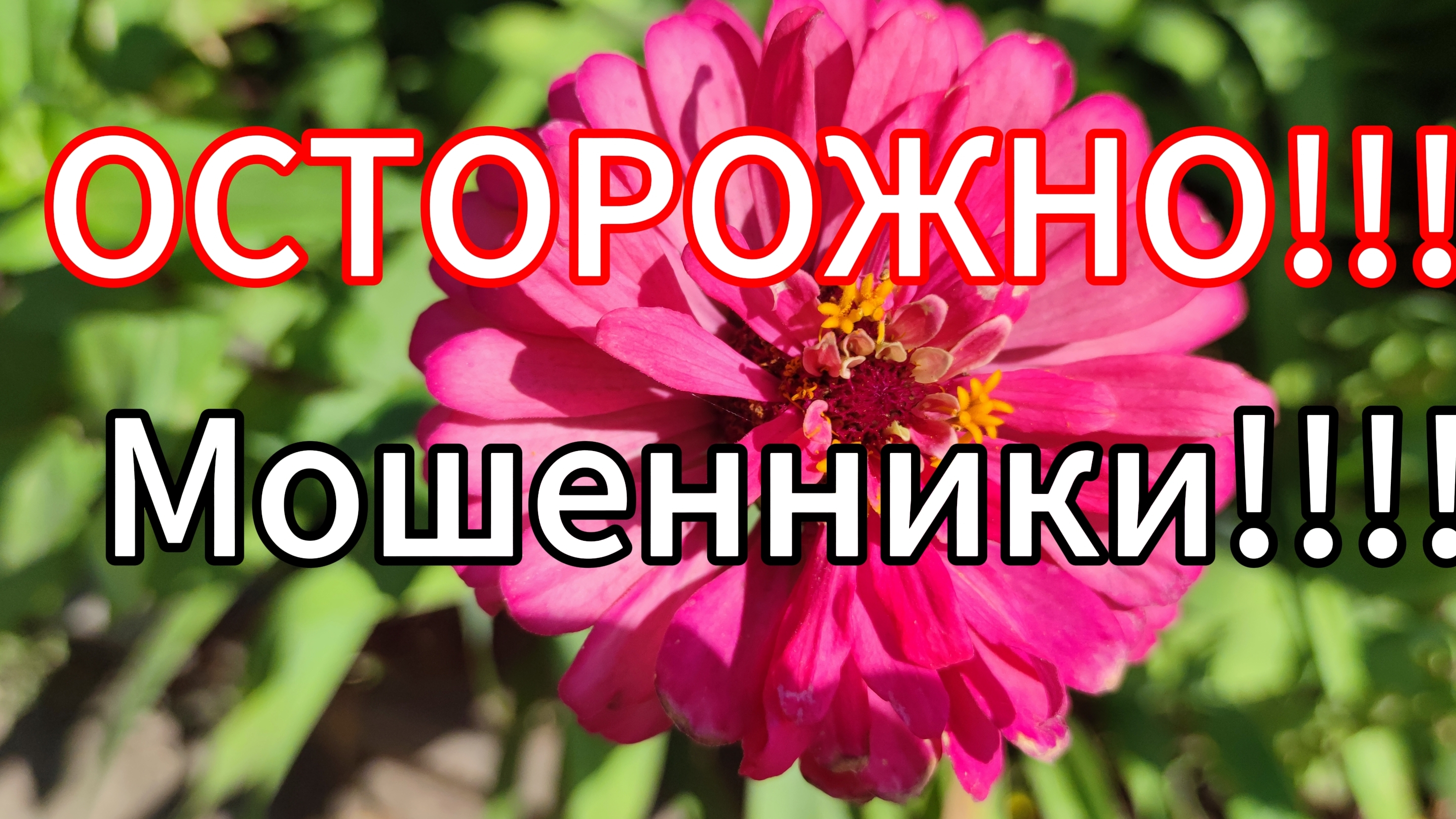 Мошенники представляются ОЗОН // Купили корм для Муси смотреть онлайн