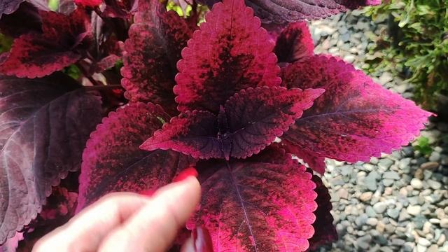 Обязательно СДЕЛАЙТЕ ТАК с колеусами осенью. Как легко сохранить колеусы до весны. смотреть онлайн