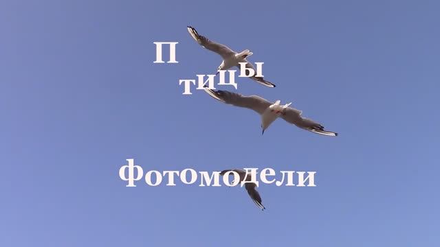 Крылатые фотомодели / Фотоохота / Птицы смотреть онлайн
