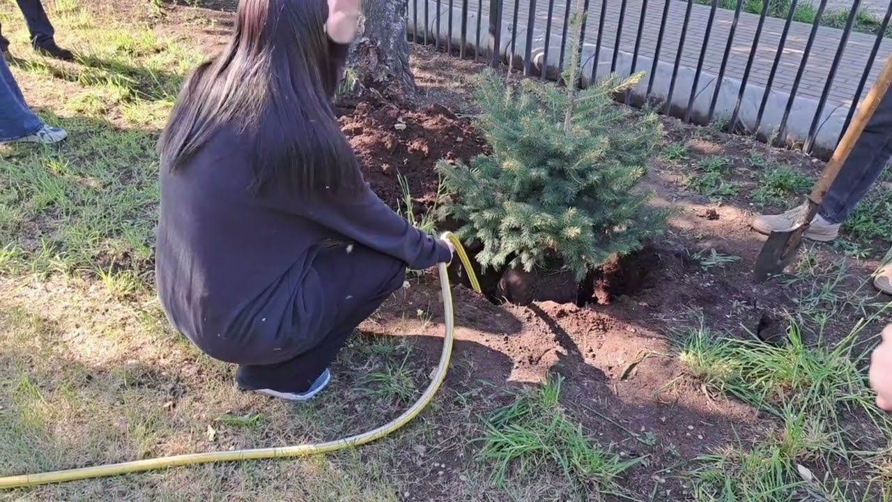 Памятная ель от выпускников 11а класса.  2025 год