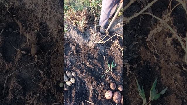 картофель Ирбитский из миниклубней смотреть онлайн