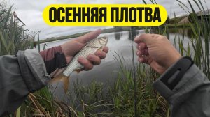 #мормышинг | Осенняя активная плотва |