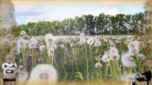 «Одуванчики»Олег Анофриев