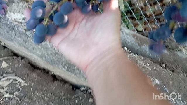 /1 сентября/срезаем первый виноград/ смотреть онлайн