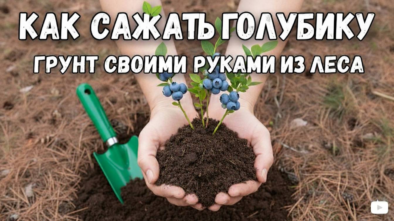 Как посадить голубику от 