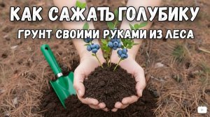 Как посадить голубику от «Модный фермер». Подготовка ямы и грунта.