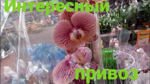 Красивый праздничный привоз орхидей в Ашан и ОБИ мега Парнас. Г.Санкт-Петербург