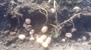 Сорта картофеля Арлекин и Скарб в 2025 году