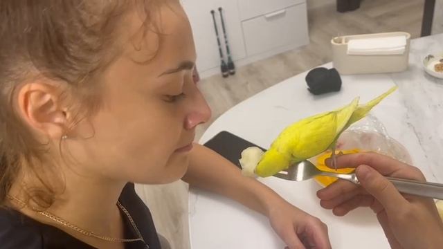 любимка попуг выкорыш