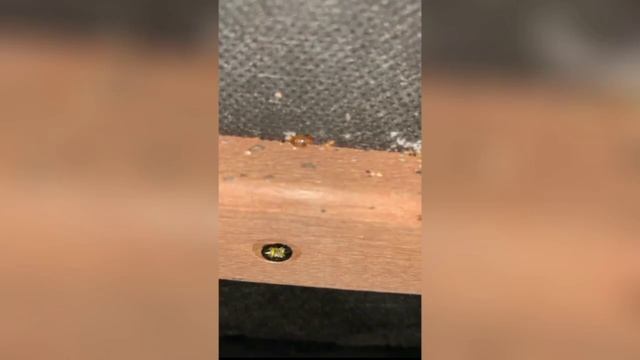 ⛑️Дезинфекция Клопов Тараканов Блох