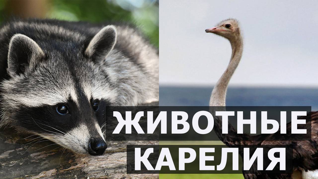 Редкие животные Карелия