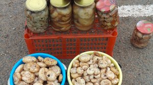 Собираю Грузди🔥настоящие БЛАГОРОДНЫЕ 🔥//Торговля на трассе🙋//