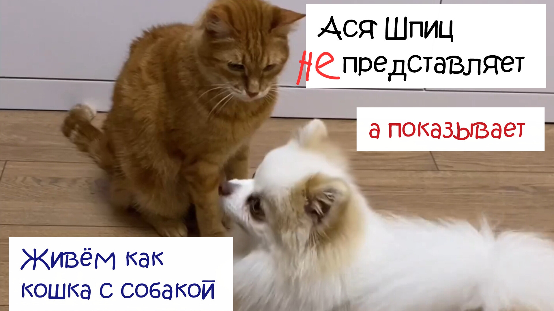 Живём как кошка с собакой. Ася Шпиц не представляет смотреть онлайн